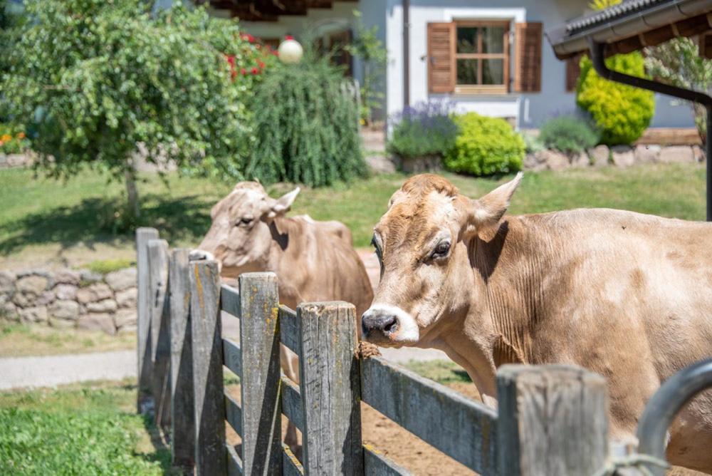 Ebenhof Apartman Collepietra  Kültér fotó